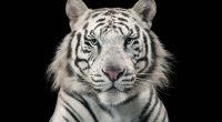 White Tiger Bengal Tiger7954312702 200x110 - White Tiger Bengal Tiger - white, Tiger, Bengal